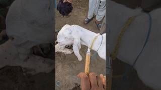 Treatment of a Goat after dystocia petvetanimalforyou trandingshorts newsong punjabi vetdr [upl. by Notnirt]