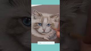 🎨🐾 Watch me bring this gorgeous Ragdoll cat to life in pastels [upl. by Holsworth]