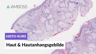 Histologie Haut amp Hautanhangsgebilde  Mikroskopische Anatomie  AMBOSS Video [upl. by Sachiko]