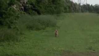 Border Terrier stalking a Rabbit [upl. by Enilarak]