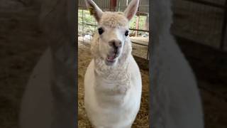 Al the Alpaca is the star of Cartoons with Caroline video coming up at 1200 tomorrow Sunday [upl. by Shauna617]