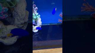 yellow tail damsel fish reef tank marine fish tank yellowtail damselfish yellowtail blue damsel [upl. by Ventre59]