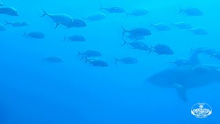 Great white shark at Round Island in Mauritius [upl. by Uriiah923]