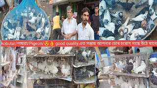 kalkata markat pricegaliffstreetpigeon marketlahori siraji pricelokka pigeongiribaz kobutor🕊️ [upl. by Remliw]