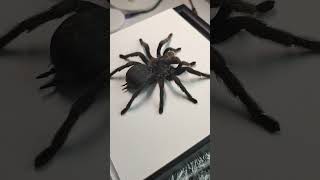 Grammostola pulchra Паук в рамке Красивый паук в рамке птицееды tarantula птицеед [upl. by Darryn]