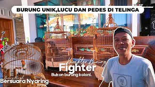 Perawatan Burung KemladeTalokankemladean Agar Gacor [upl. by Bern515]