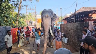 ഊക്കന്റെ വല്ല്യാന പാർക്കാടിയിൽ🔥 മേധ ചിറ്റഞ്ഞൂർ😍  Ukkens Kunju  Parkkadi Pooram 2024 [upl. by Canotas694]