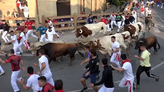 Encierro Tafalla 19082024  Ganadería Toro Pasión  Fiestas de Tafalla [upl. by Buffum504]