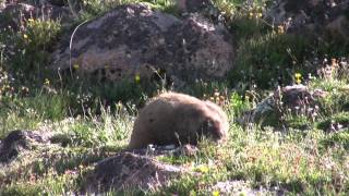 Yellow Bellied Marmot  Rocky Mountain National Park [upl. by Notlek96]