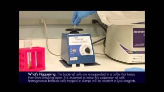 Plasmid Mini Prep Protocol [upl. by Anitnas889]