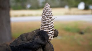 Compost and Pine Cones [upl. by Neela]