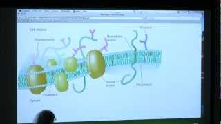 13 BB 350 Membranes II  Kevin Aherns Biochemistry Online [upl. by Fendig913]