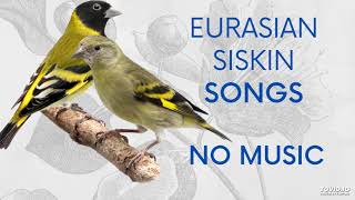 EURASIAN SISKIN SONGS Spinus Spinus Singing NO MUSIC 🐦🎶🌺 [upl. by Philemol]