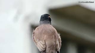 Common mynah bird at mynah for sale [upl. by Nyvek]