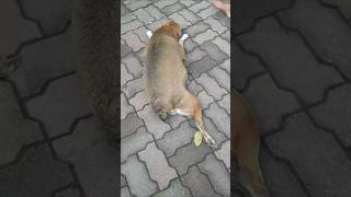 🙂Martini🐕Aise Bhole Bankar Hai Baithe🤗Dog💗shorts🎯shortsfeed shortvideo🤓 doglover😍viralvideo [upl. by Heffron]