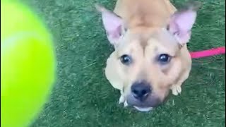 ScrappyDoo 199483 Loves to Play ❤️ [upl. by Os]