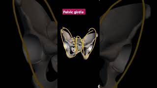 Pelvic girdle pelvictilt bones anatomy hipjoint humananatomyandphysiology [upl. by Ennairda]