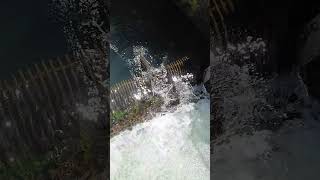 Cowlitz river spring Chinook summer Steelhead fishing [upl. by Dorina]