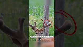 Why Some Deer Have Velvet Antlers A Look at Antler Growth shorts [upl. by Namor]