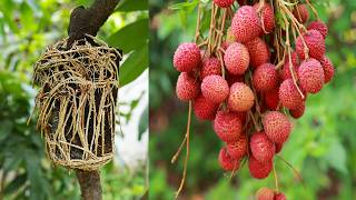 A great way to propagate your lychee tree by air layering [upl. by Seuguh]