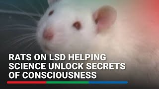 Rats on LSD helping science unlock secrets of consciousness  ABSCBN News [upl. by Navada]