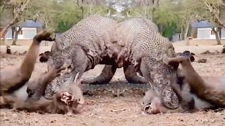 Komodo Menyerang 1 Monyet Komodo Attacks Monkey Sidewinder TV [upl. by Ahsot]