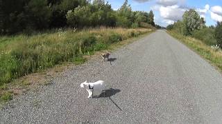 Siamese Cats taking a calm amp quiet walk on a deserted road in the middle of nowhere on leash [upl. by Suoirrad]