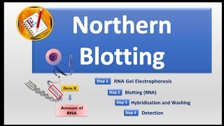 Northern Blotting [upl. by Akehsar]