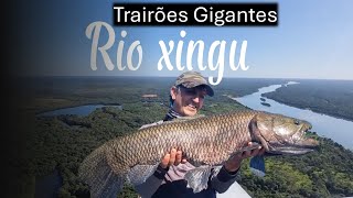 Os Maiores trairões que ja vi Rio xingu [upl. by Sikleb944]