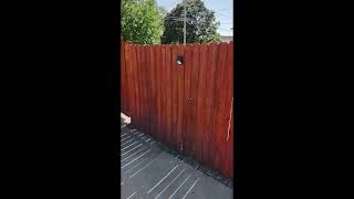 Deck and Fence Stain Review Cabot Australian Timber Oil Mahogany Flame [upl. by Sjoberg]