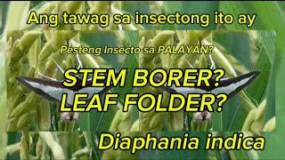 STEMBORER  LEAF FOLDER  PESTENG INSECTO SA PALAYAN  Alamin  Diaphania indica [upl. by Aimat678]