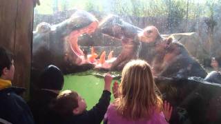 Hippos FightingPlaying  St Louis Zoo [upl. by Eyram]