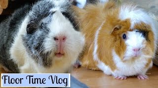 Guinea Pig Floor Time Vlog  Wilma Starts Exploring [upl. by Hekker292]