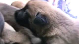 Creating Super Puppies Early Neurological Stimulation [upl. by Dowling]