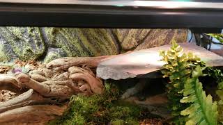 Northern Blue Tongue Skink Bioactive Setup [upl. by Batchelor]