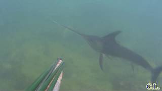 Pesce spada in bassofondo a Civitavecchia  Swordfish in shallow water [upl. by Aldercy]