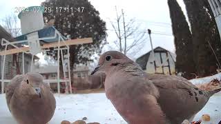 The mourning doves are so pretty birds bird [upl. by Arnon66]