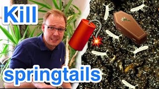 Fight little white springtail animals in plants and pottery earth  4 simple methods [upl. by Anoved]