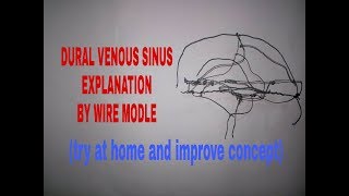 Venous sinuses of dura mater in 20 min on tips  TCML [upl. by Cherilyn722]