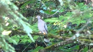 band tailed pigeon head bobbing [upl. by Odlavso]