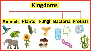 5 Kingdoms  Animals plants fungi bacteria amp protists [upl. by Parks260]