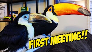 My Toucans Meet Eachother for the First Time EVER [upl. by Ahsyad881]