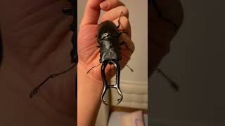 Big Beetle Prosopocoilus giraffa keisuke insects beetle stagbeetle invertebrates bug [upl. by Aliza]