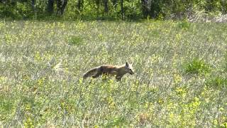 Red Fox Running Through The Field [upl. by Llemar85]