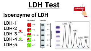 LDH Test  Isoenzymes of LDH  Functions of LDH [upl. by Llenel]