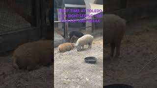 Sightseeing Pigs Eat And Relax First Time At Toledo Zoo ToledoZoo Pigs IconicEntertainment [upl. by Arsuy635]