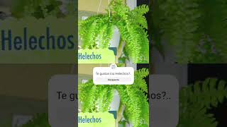 Helechos cuidados plantas plantlover helechos [upl. by Nyleve]