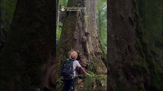 Oldgrowth forest nature asmr forest [upl. by Patrizia95]