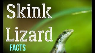 Skink Lizard Facts Characteristics of Skink Lizard [upl. by Neale]