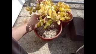 Jade Plant Crassula Ovata Hummels Sunset Repot [upl. by Yahsal332]